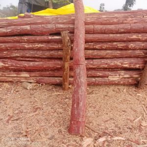 C Grade Red Sandalwood
