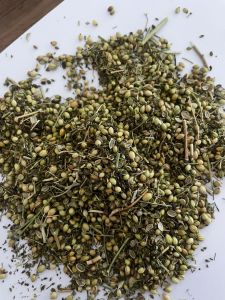 Coriander Seeds