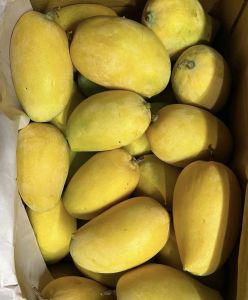 Kesar Mangoes