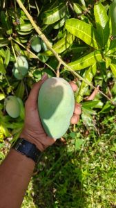Kesar Mangoes