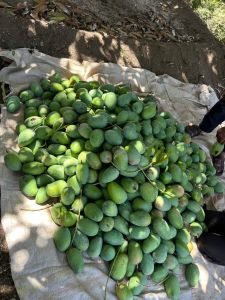 Kesar Mangoes