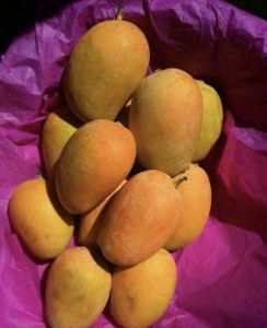 Kesar Mangoes