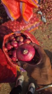 Onions