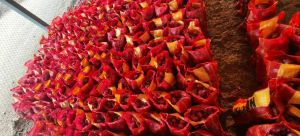 Fresh Red Onion (Pink Onion / Garwa Onion / Summer Onion)