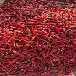 Armour Red Chilli