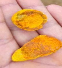 Kadpi Bulb Turmeric Finger