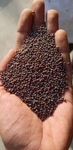 Black Mustard Seeds