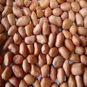 Raw Groundnut Seeds