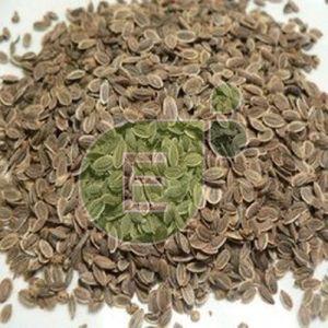 Dill Seeds