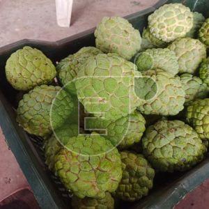 Fresh Custard Apple