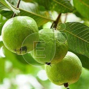 Fresh Guava