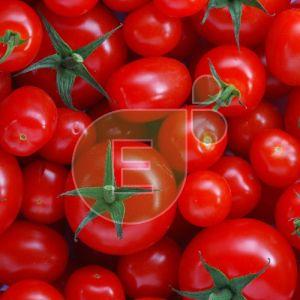 Fresh Tomato