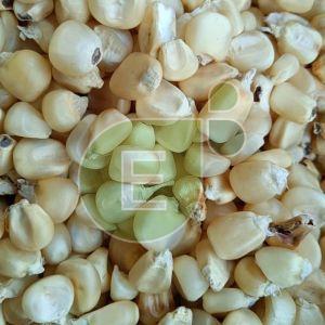 White Maize Seeds