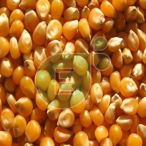 Yellow Maize Seeds