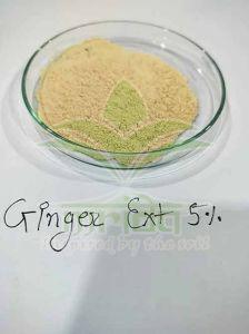 Ginger Herbal Extract
