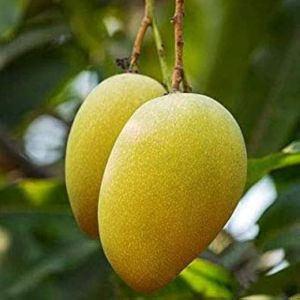 Begum Pasand Mango