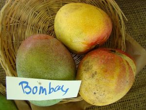 Bombay Green Mango