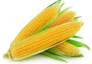 Fresh Sweetcorn
