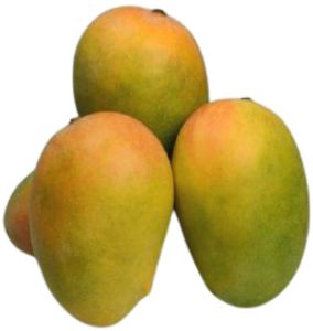Gir Kesar Mango