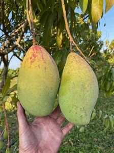 Kilichundan Mango