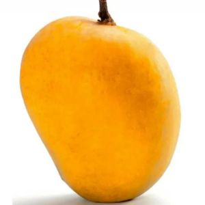 Ratnagiri Alphonso Mango