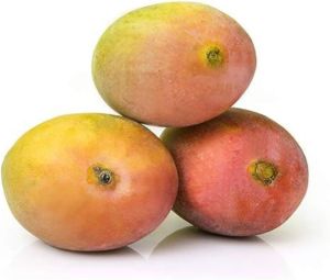 Sindhura Mango