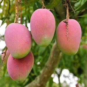 Suvarnarekha Mango