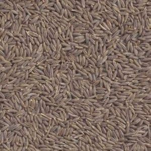Singapore Quality Cumin Seeds