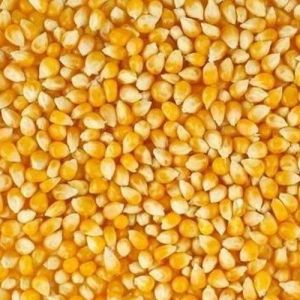Yellow Maize Seeds
