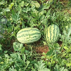 Organic Fresh Watermelon