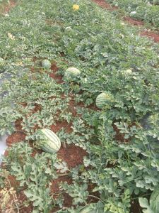 Organic Fresh Watermelon