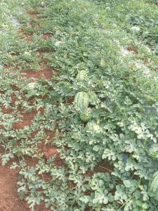 Organic Fresh Watermelon