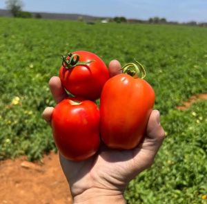 Fresh Tomato