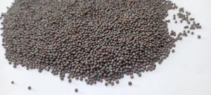 Black Natural Mustard Seeds