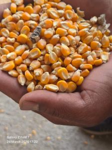 Dried A Grade Yellow Maize