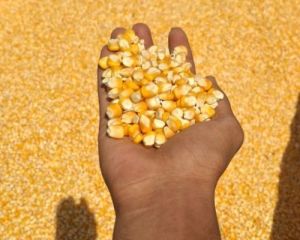 Dried C Grade Yellow Maize