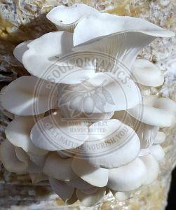 Fresh White Oyster Mushroom