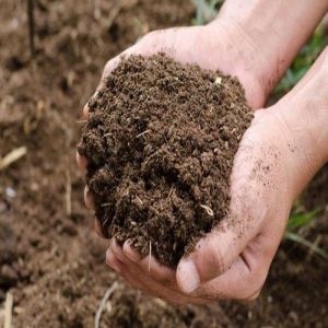 Cow Dung Manure