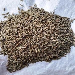 Brown Cumin Seeds
