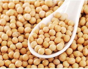 Soybean Seeds