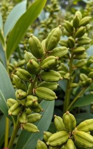 8mm Premium Green Cardamom