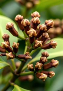 Premium Indian Cloves