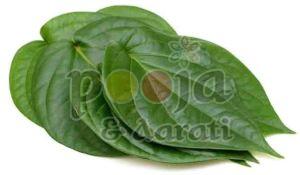 Fresh Ritual Offering Betel Leaves