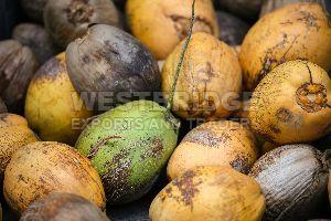 Semi Husked Coconuts