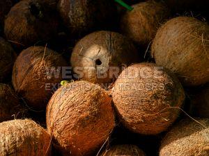 Semi Husked Coconuts