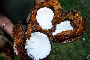 Semi Husked Coconuts