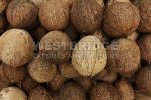 Semi Husked Coconuts