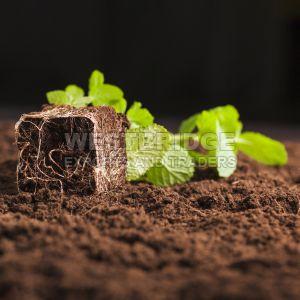 Coir Pith Powder