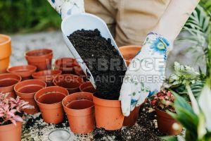 Coir Pith Powder