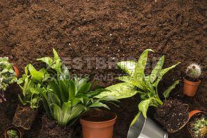 Coir Pith Powder